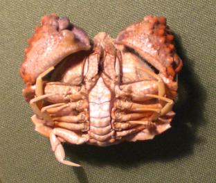 calappa liaoi T.F.C. ventral view 3.bmp